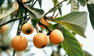 枇杷怎么种植（枇杷的种植技术及管理）