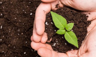 土壤修复技术有哪些 土壤修复技术有哪些治理修复技术