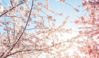 春天有哪些植物苏醒了（春天有哪些植物和动物醒了）