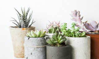 多肉植物怎么种好看 多肉植物怎么种好看又好养
