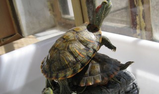 石龟是什么龟（石龟简介）