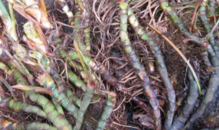 石菖蒲的功效是什么 石菖蒲的功效是什么?一天吃多少?吃几次?