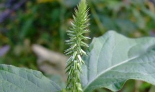 倒扣草的功效与作用你知多少（倒扣草的功效与作用,倒扣草的副作用）