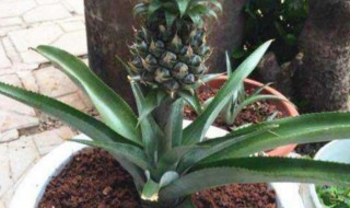 怎么种菠萝头步骤 怎样种菠萝头生长最快