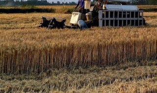 一年四季的农事活动有哪些（一年四季的农事活动有哪些词语）