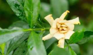 栀子花怎么养殖（牡丹栀子花怎么养殖）