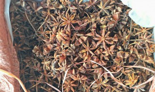 水八角有哪些特殊功效呢 水八角有什么功效