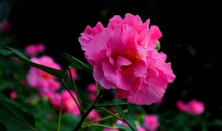 芙蓉花的形态特征和功效介绍 芙蓉花特点与寓意