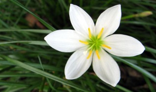 冬天白色的花有哪些 冬天有什么花是白色的