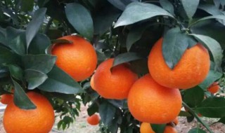 比沃柑更好的柑橘品种有哪些 比沃柑更好的柑橘品种有哪些图片