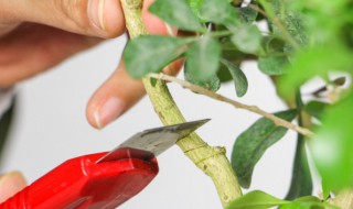 米兰花怎么养殖方法 米兰花养殖方法与技巧