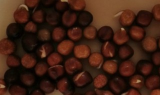 网上买的花种子怎么种 网上买的花种子怎么种容易出苗