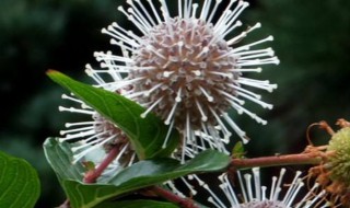 水杨梅怎么养殖 水杨梅怎么养殖视频