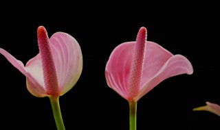 粉掌怎么养 粉掌怎么养护