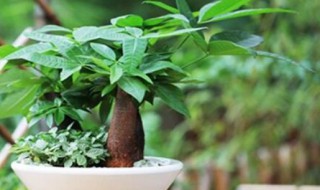 发财树怎么养殖（水培小发财树怎么养殖）