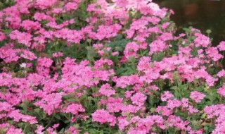 美女樱怎么养殖（美女樱怎么养殖和养护）