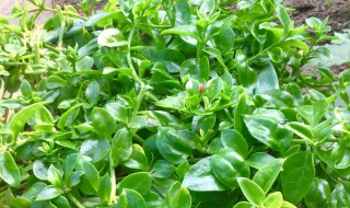 田七的花能吃吗有什么功效 田七花有什么好处