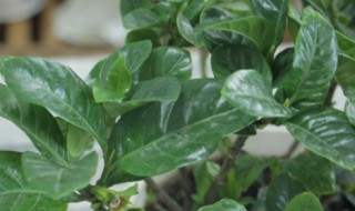 栀子花怎么养殖方法 栀子花怎么养殖方法及注意事项