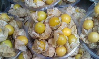 金灯果的营养价值与功效作用（金灯果的营养价值与功效作用图片）