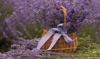 薰衣草有什么功效呢（薰衣草有什么功效呢百度百科）