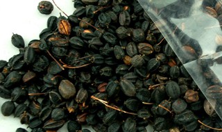 刺五加籽泡水喝的功效 刺五加籽泡水喝的功效与副作用