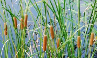 香蒲怎么用 香蒲怎么用植物大战僵尸
