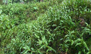 赤水金钗石斛怎么种植（赤水金钗石斛种植模式）