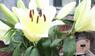 夜合花怎么养 夜合花怎么养才能开花