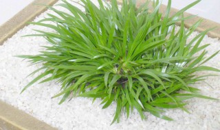 金钱蒲怎么养（金钱蒲怎么种植）