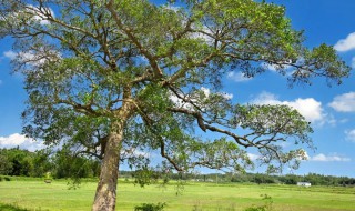 树名是什么意思 树名是什么意思网络用语
