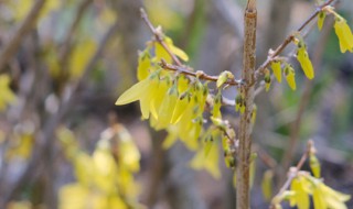 连翘怎么养 连翘怎么养成老桩