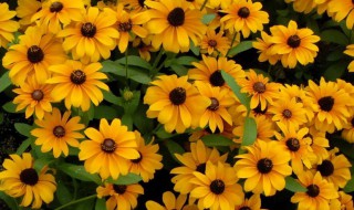 金光菊怎么养（金光菊养殖方法）