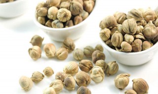 豆蔻的功效与作用有什么（豆蔻的功效与作用有什么副作用）