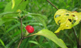 红丝线草有几种 红丝线草的功效