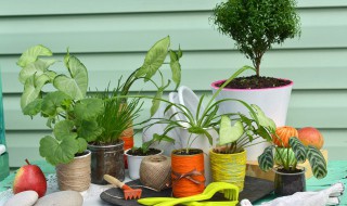 花卉生根水制造方法（花卉生根剂的使用方法）