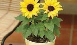 矮向日葵如何种 矮向日葵种子种植方法阳台