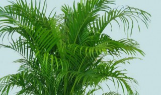 凤尾竹怎么养有什么技巧(凤尾竹怎么养?养殖方法和注意事项)