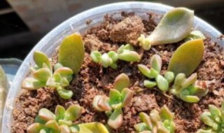 黄丽多肉植物养殖技巧 黄丽多肉植物怎么养殖