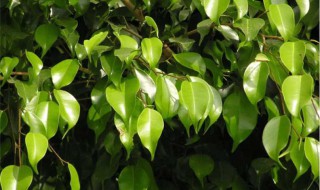 垂叶榕生长习性 垂叶榕特征