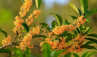 修剪桂花树的方法 修剪桂花树的方法视频