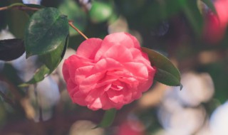 大丽花的养殖技巧(大丽花的养殖技巧视频)