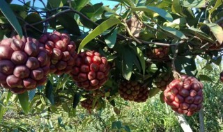 布福娜种植技巧（布福娜种植技术与管理）