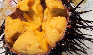 新鲜海胆的保鲜技巧 新鲜海胆怎么保存