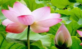 观赏荷花有什么有几种哪些最常见 荷花的观赏特征