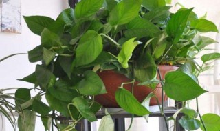 绿萝长得太长了怎么办如何缠绕（绿萝太长怎么办?）