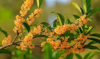 木本花卉有哪些最常见的是什么（木本花卉有哪些最常见的是什么植物）