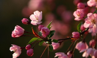 海棠花有几种哪些 海棠花有多少种类