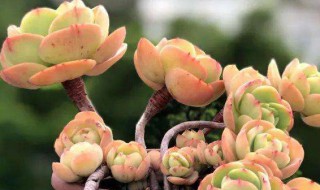 碧桃多肉怎么养才包起来（碧桃多肉植物怎么养）