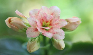 什么花一年四季都开 一年四季开花的植物