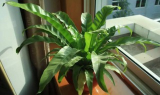 最好养的室内植物有哪些（最好养的室内植物有哪些图片）